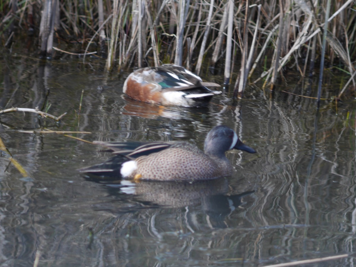 Blue-winged Teal - ML621124129