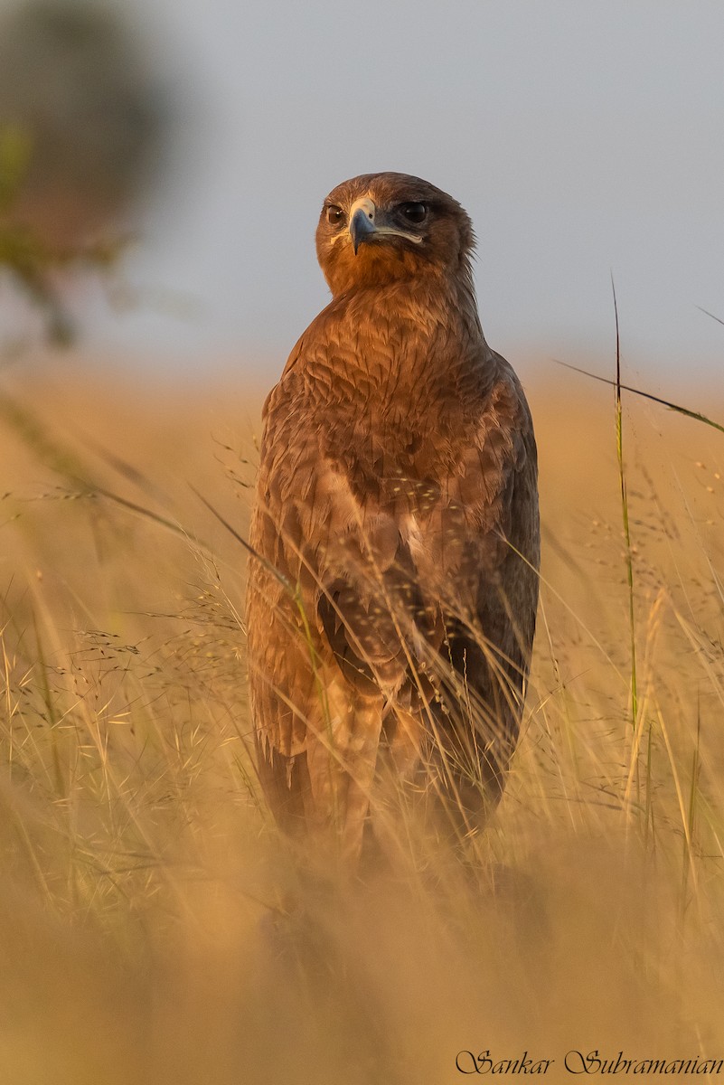 Indian Spotted Eagle - ML621124145