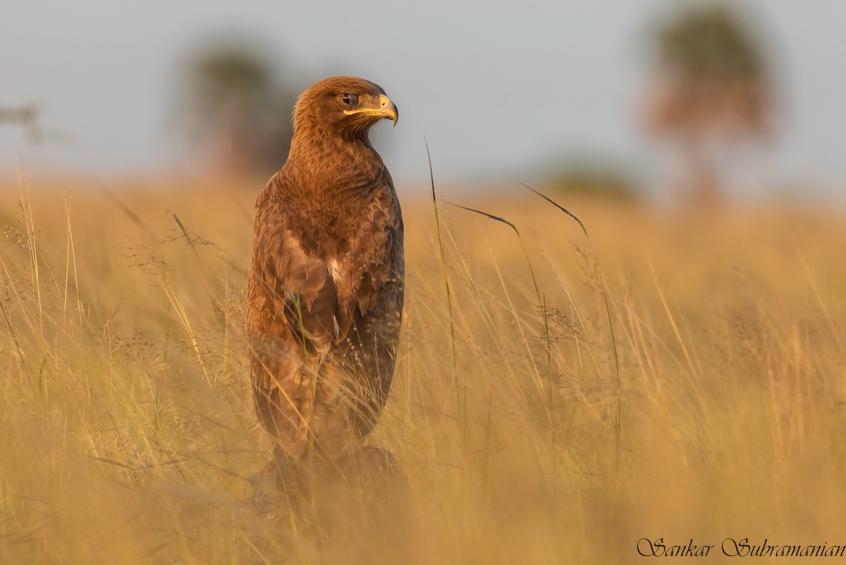Indian Spotted Eagle - sankar Subramanian