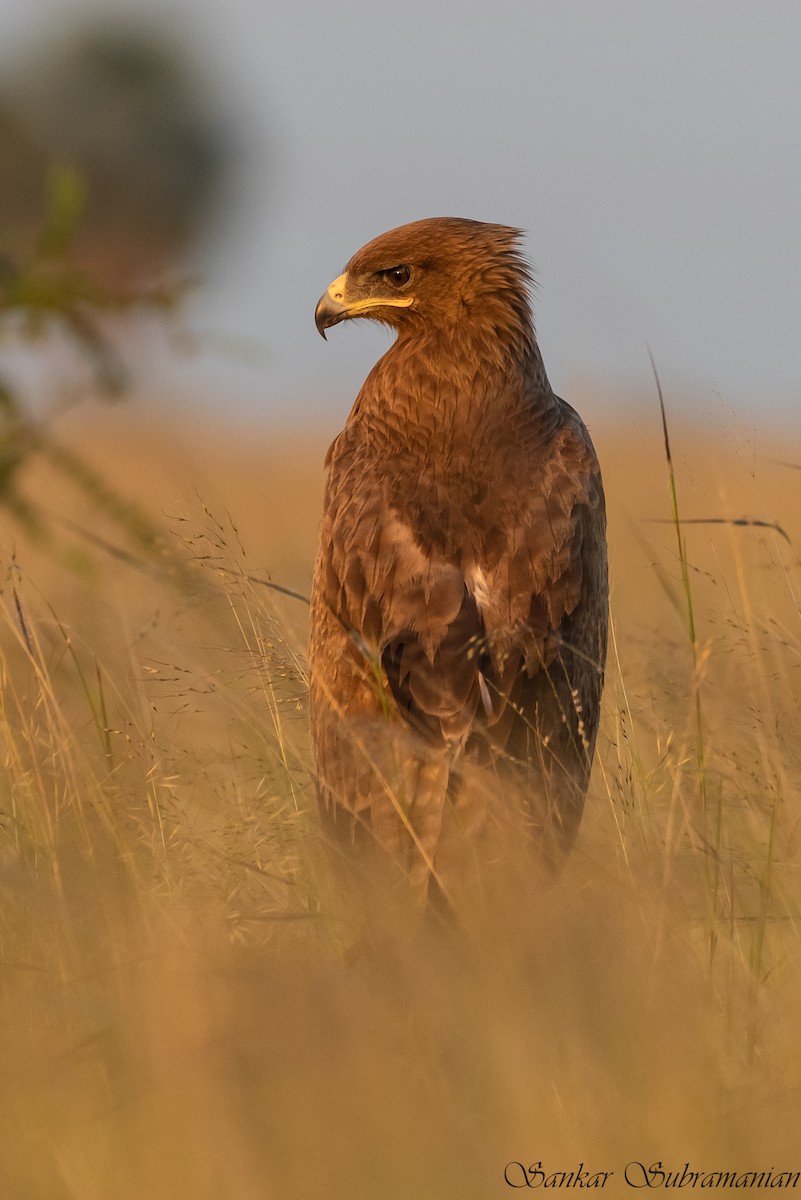 Indian Spotted Eagle - ML621124147