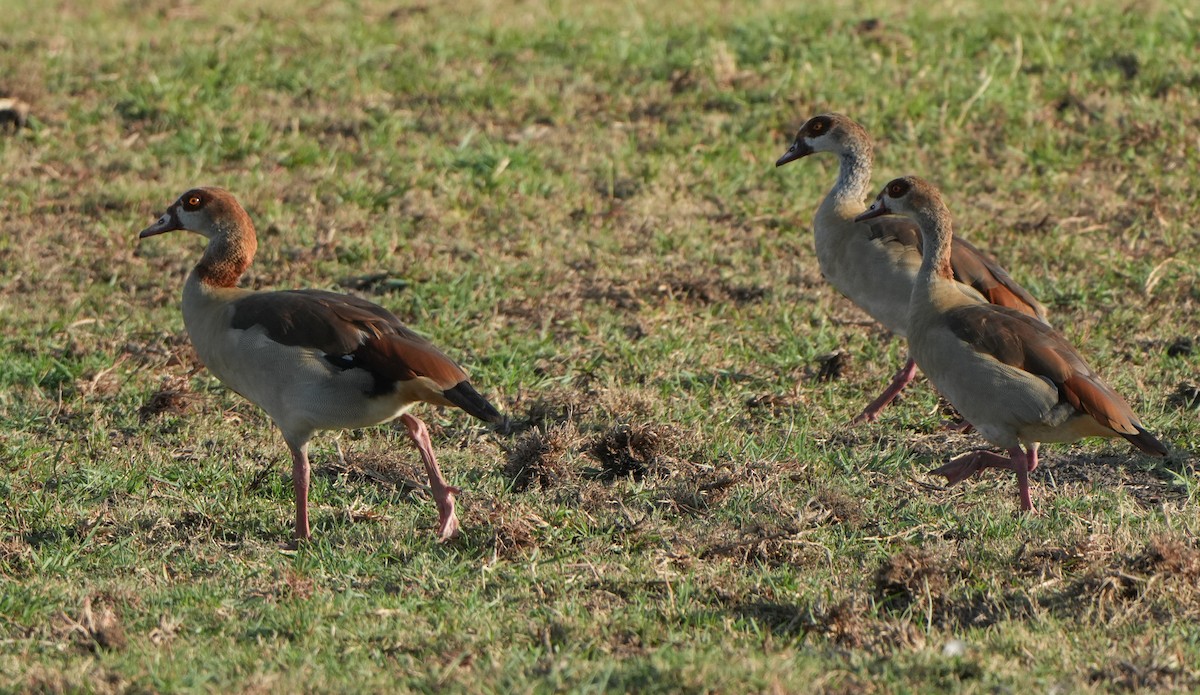 Egyptian Goose - ML621124166