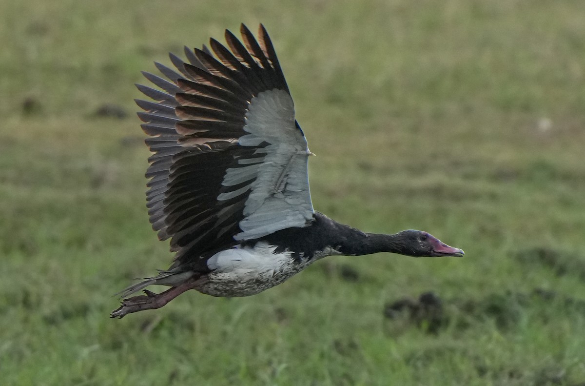 Spur-winged Goose - Roman Suffner