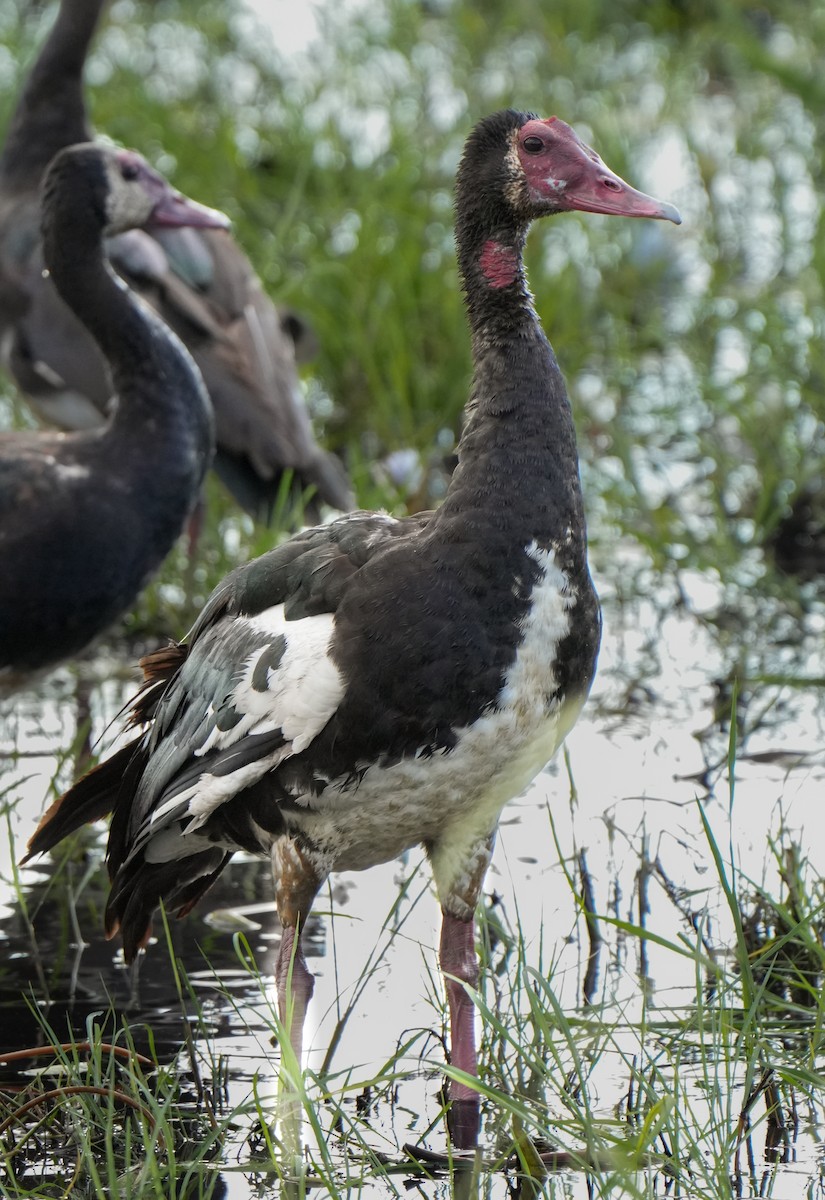 Spur-winged Goose - ML621124188