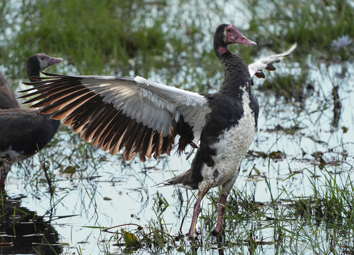 Spur-winged Goose - ML621124189