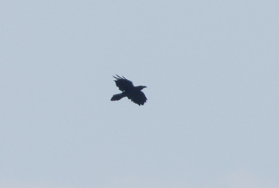 Common Raven - ML621124191