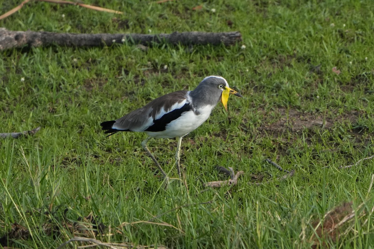 White-crowned Lapwing - Roman Suffner