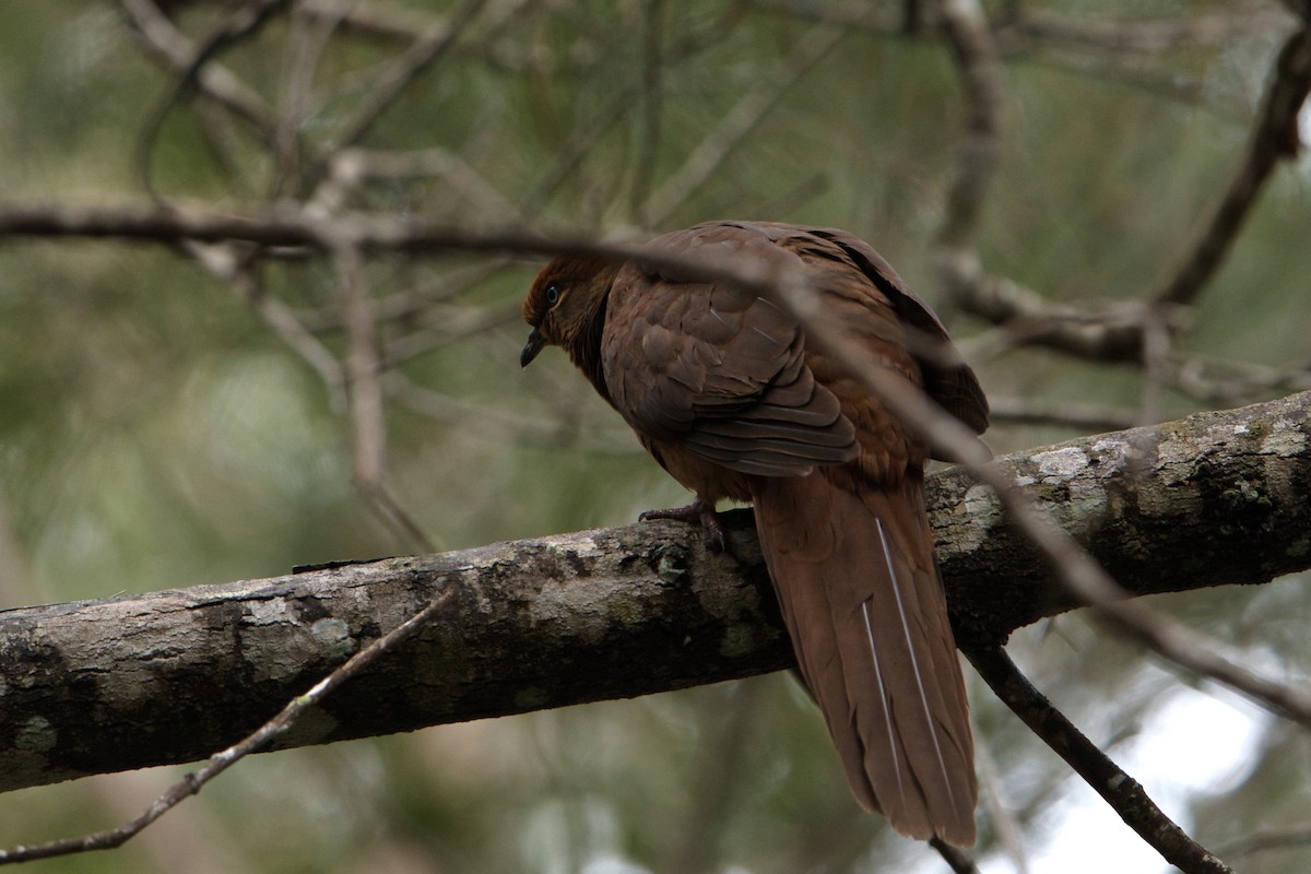 Brown Cuckoo-Dove - ML621124295