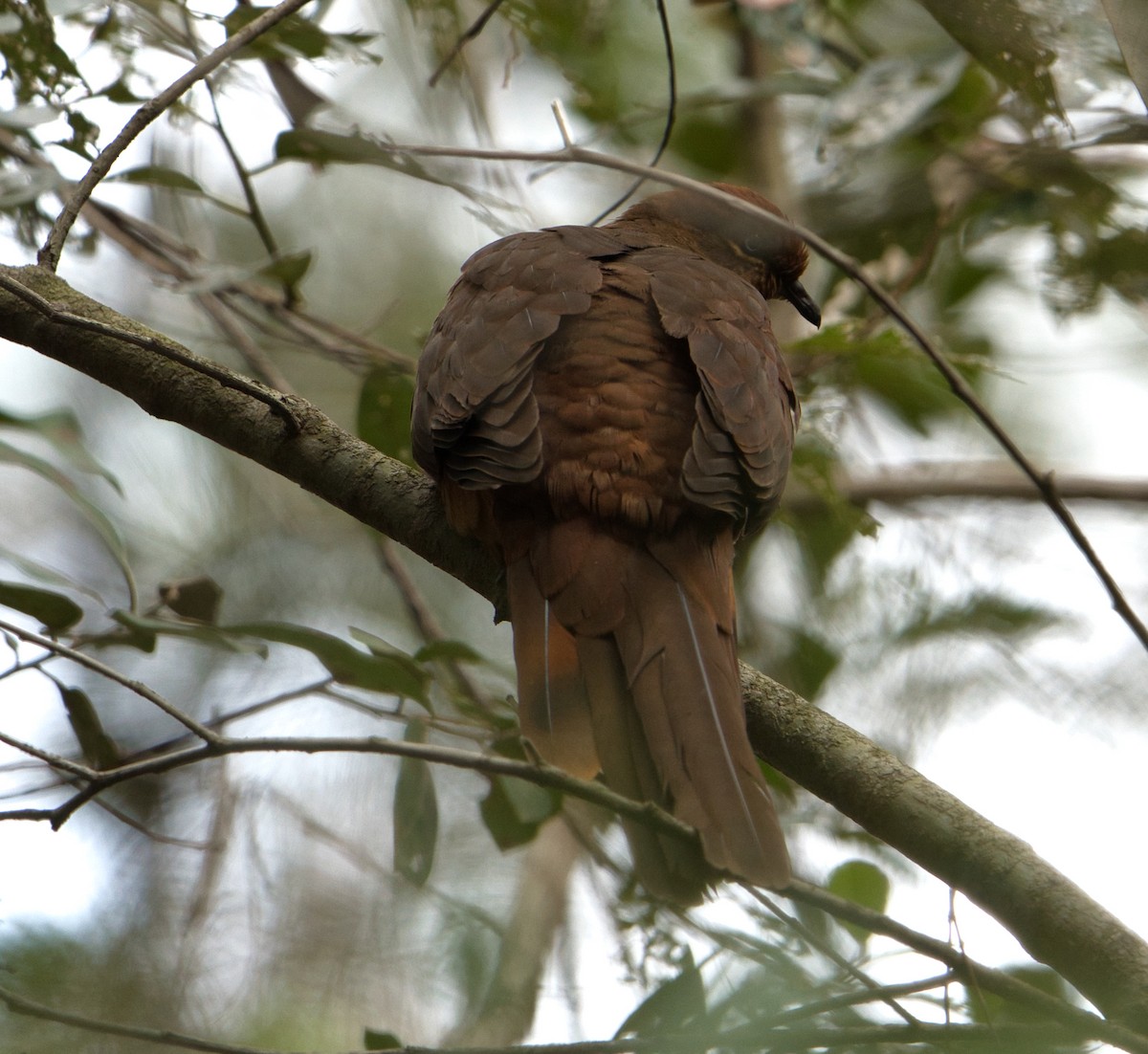 Brown Cuckoo-Dove - ML621124296