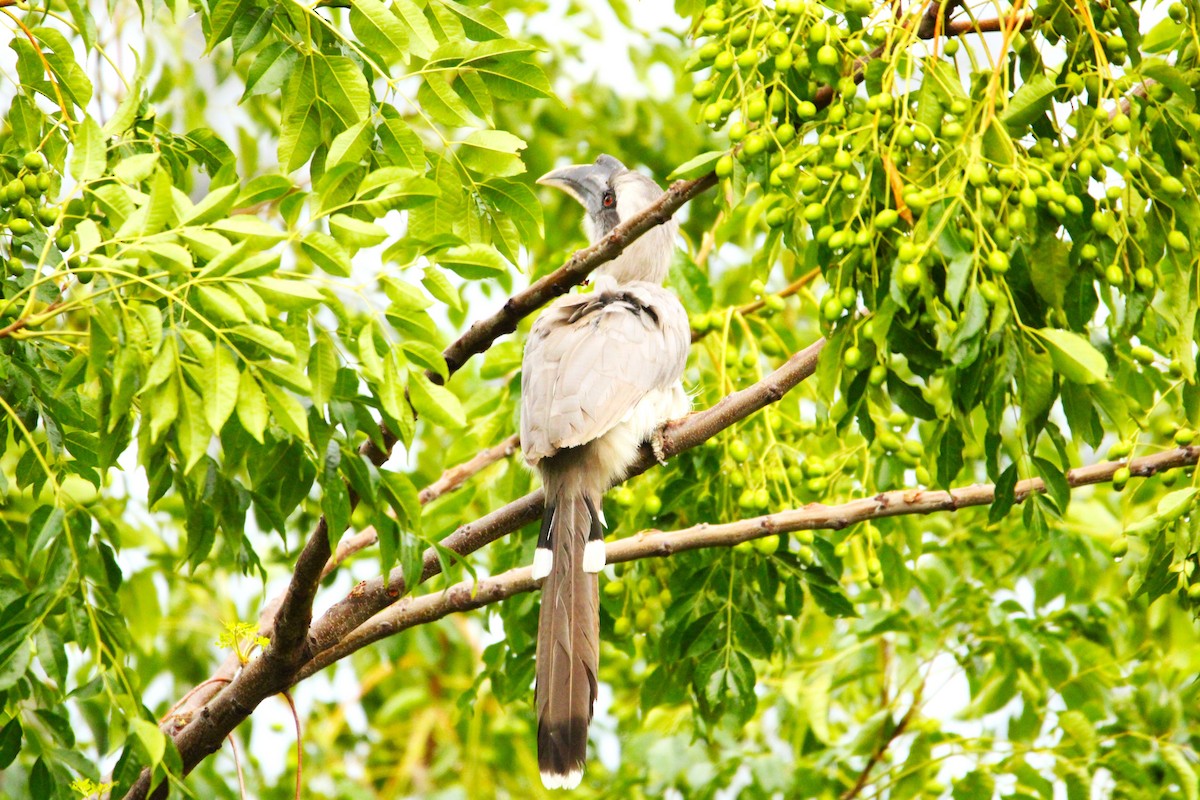 Indian Gray Hornbill - ML621124324