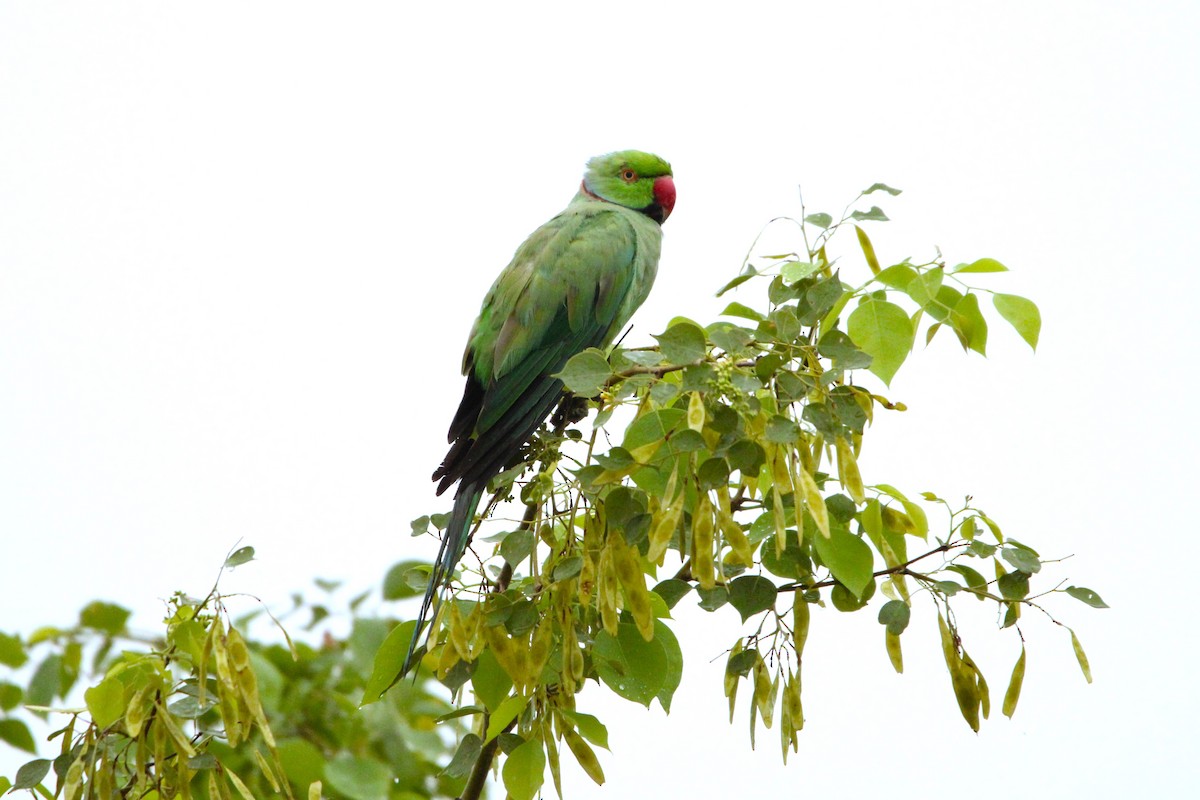 Yeşil Papağan - ML621124326