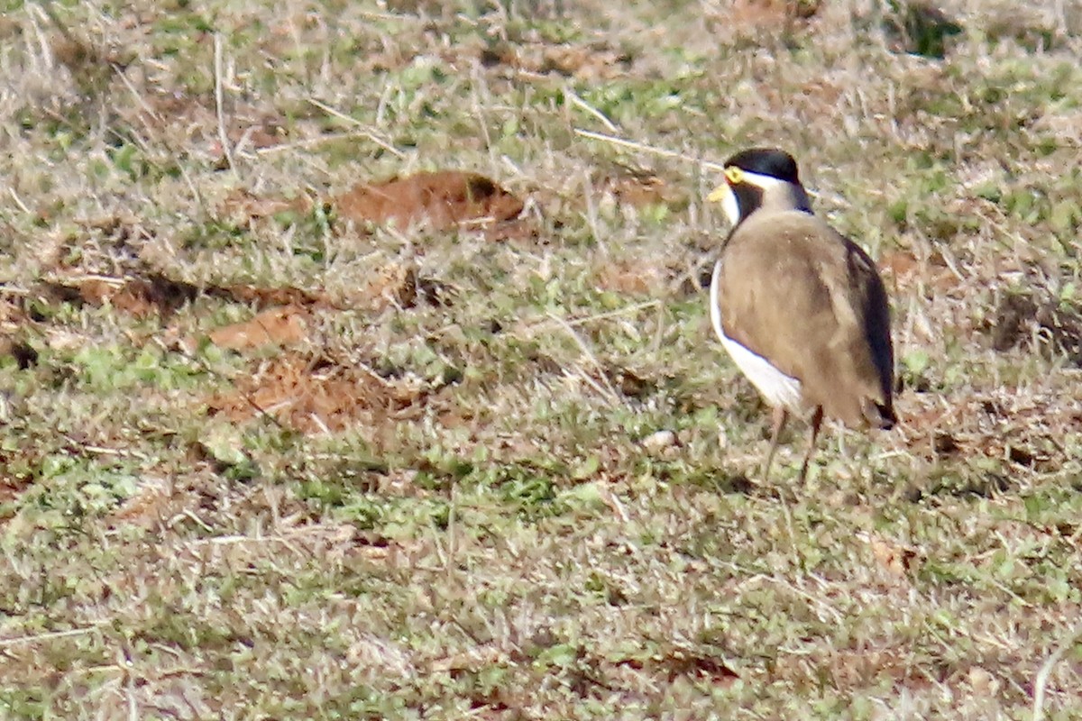 Banded Lapwing - ML621124331