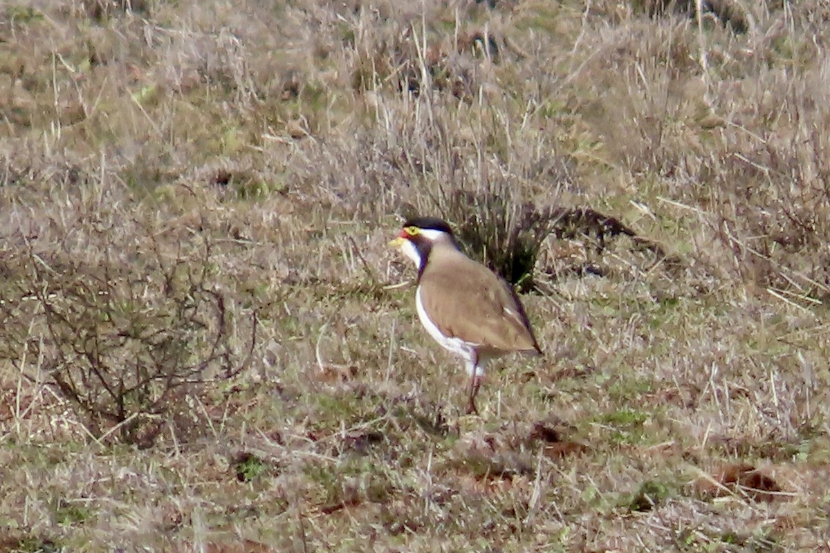 Banded Lapwing - ML621124335