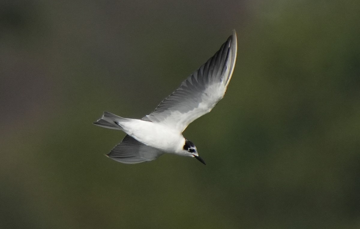 White-winged Tern - ML621124341