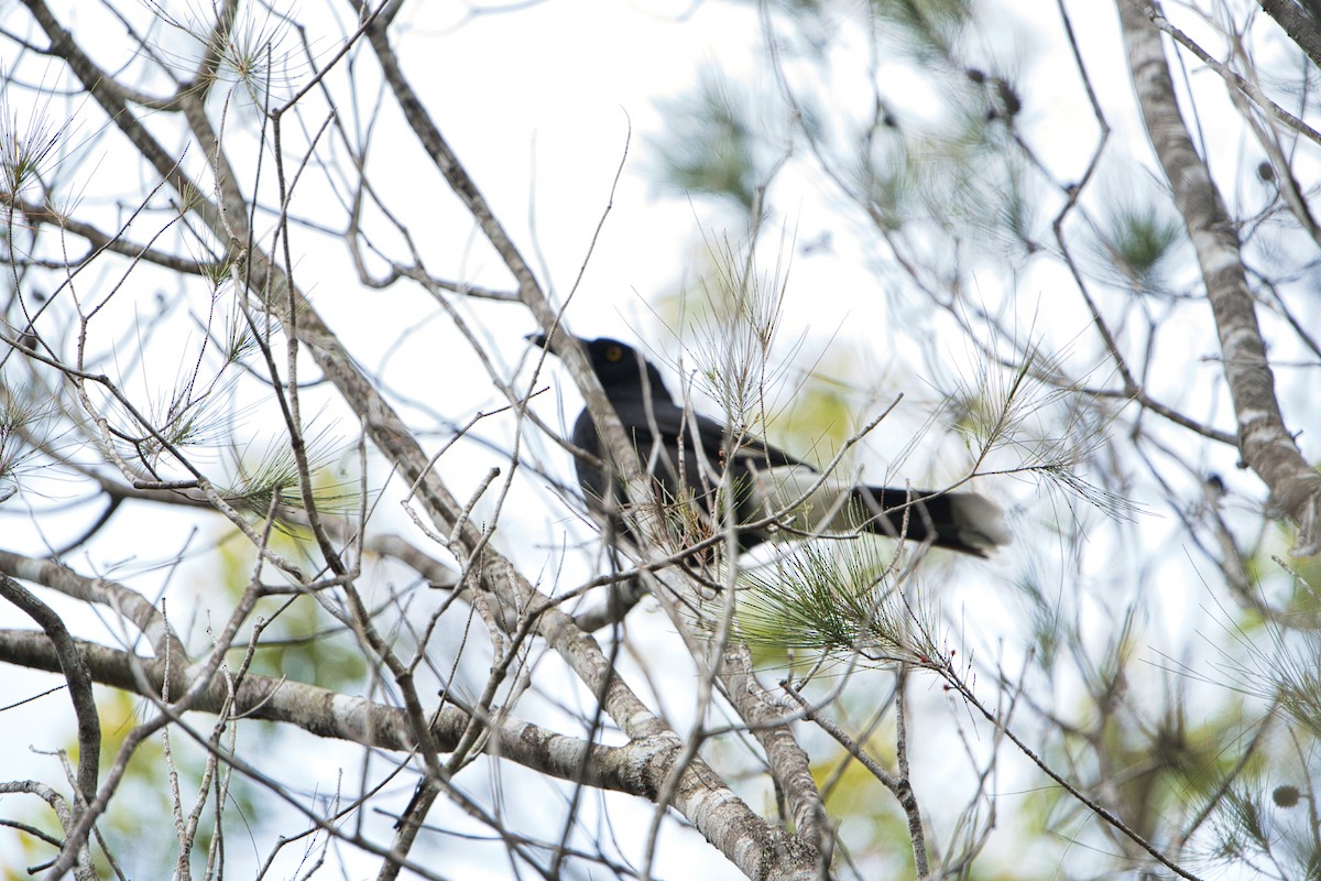 Pied Currawong - ML621124371