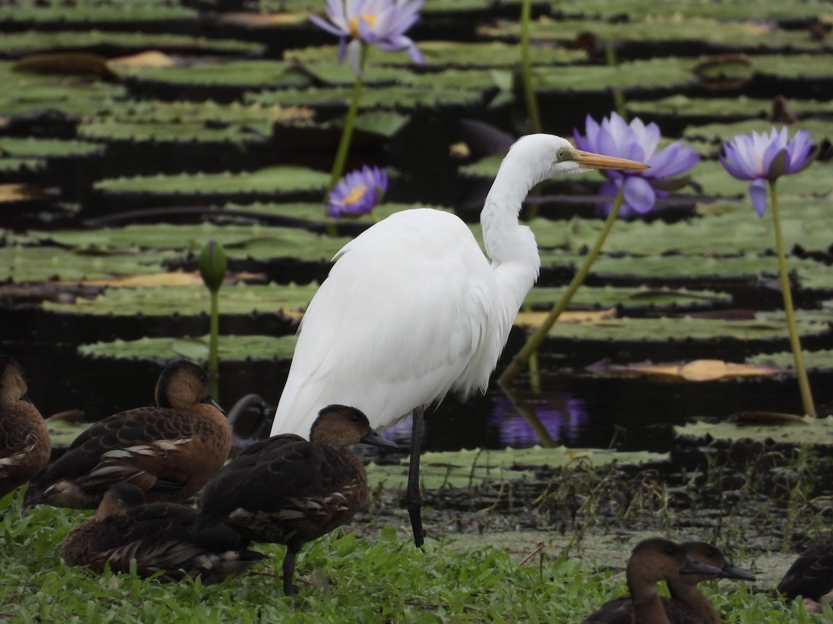 Great Egret - Cherri and Peter Gordon