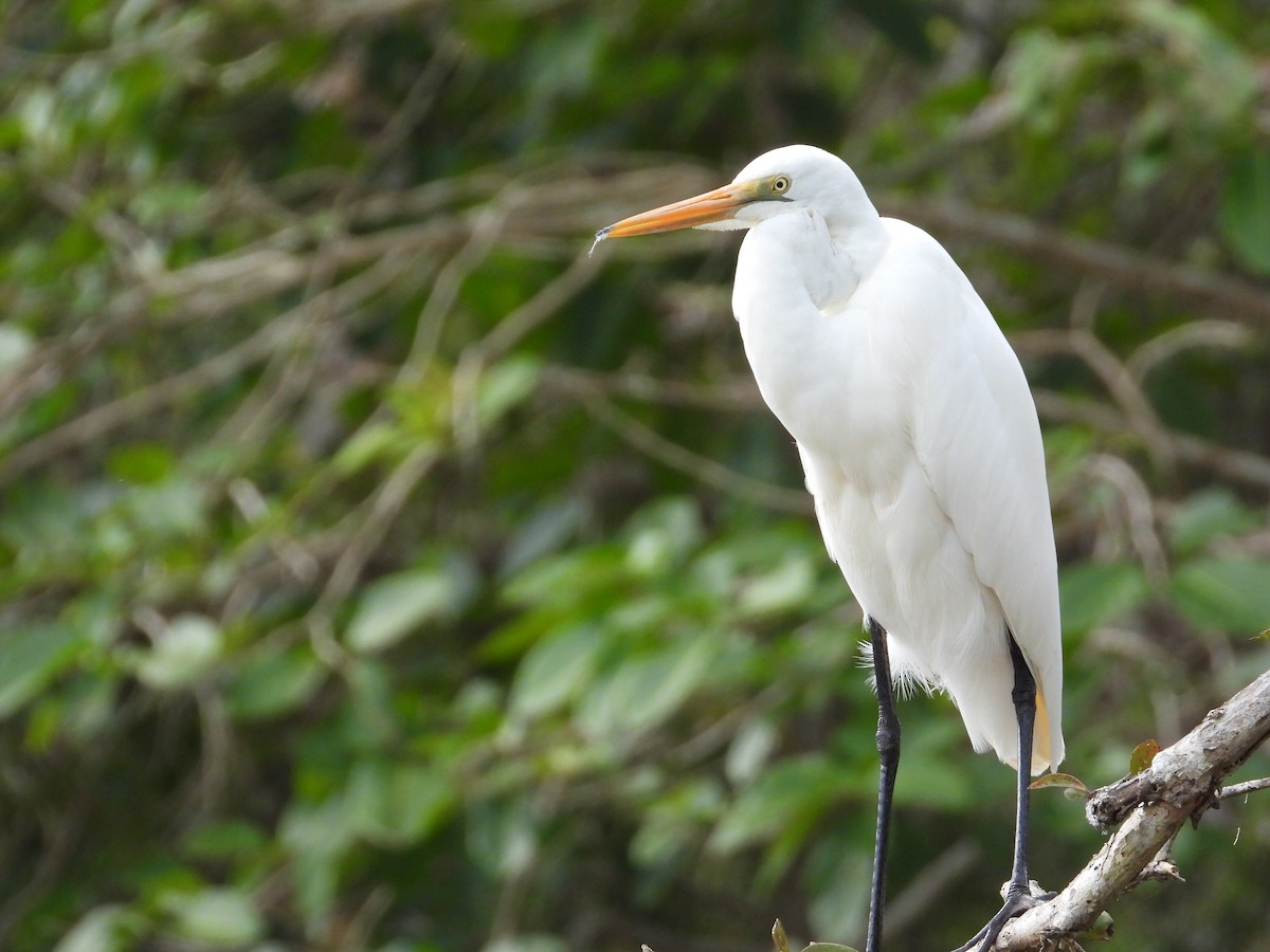 Grande Aigrette - ML621124382