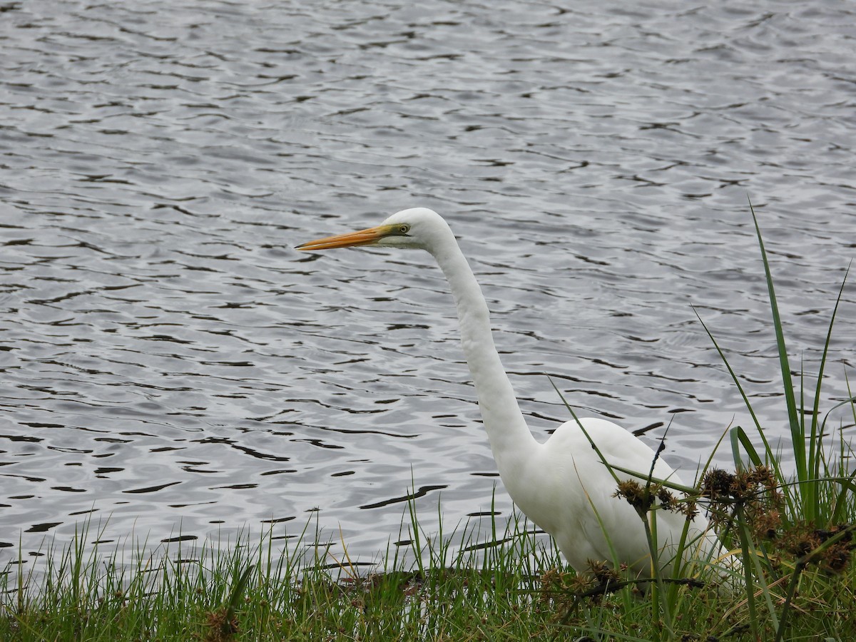 Great Egret - ML621124383