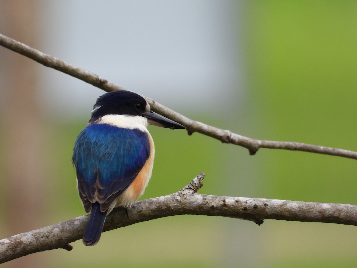 Forest Kingfisher - ML621124391