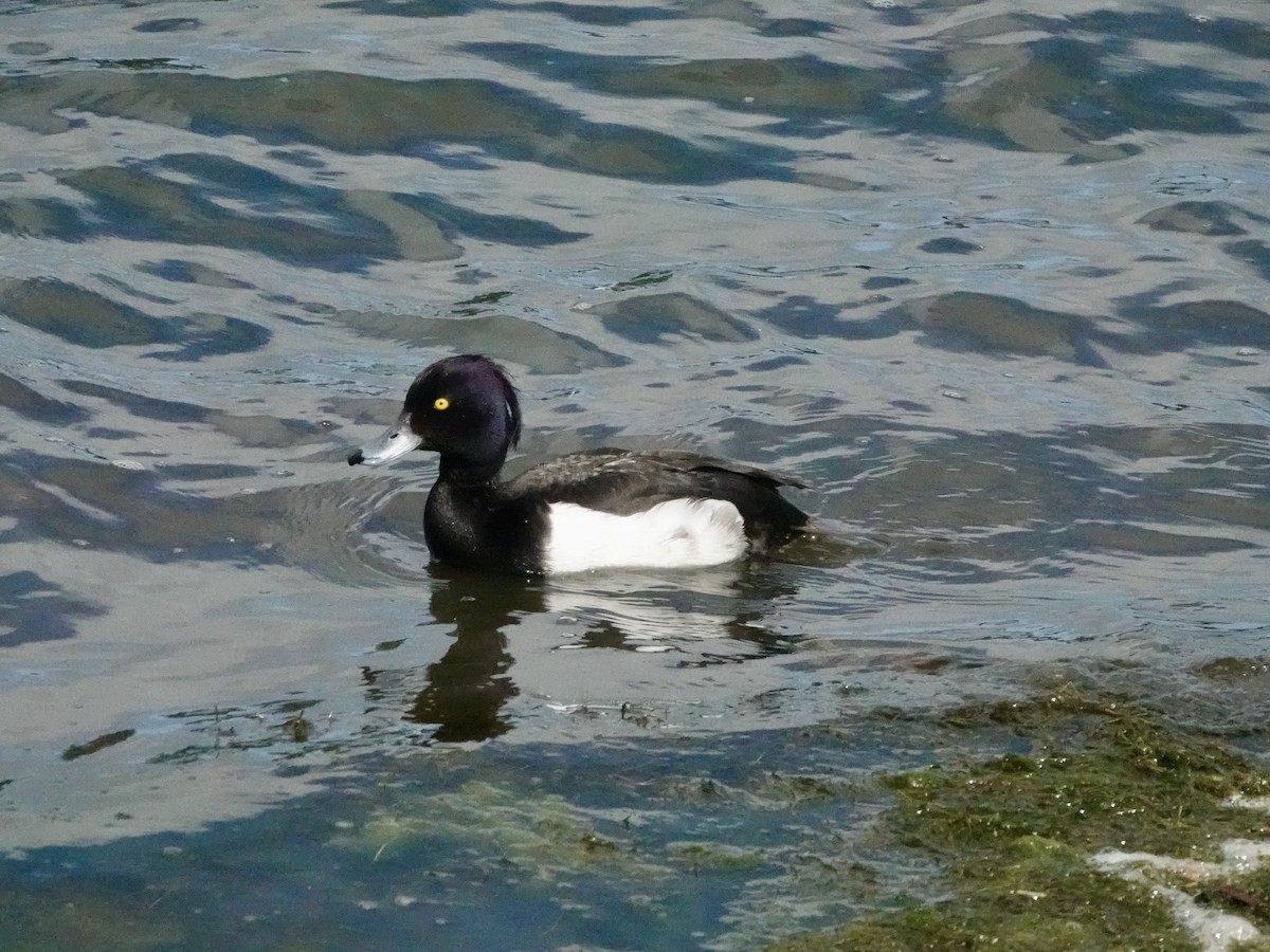 Tufted Duck - ML621124393