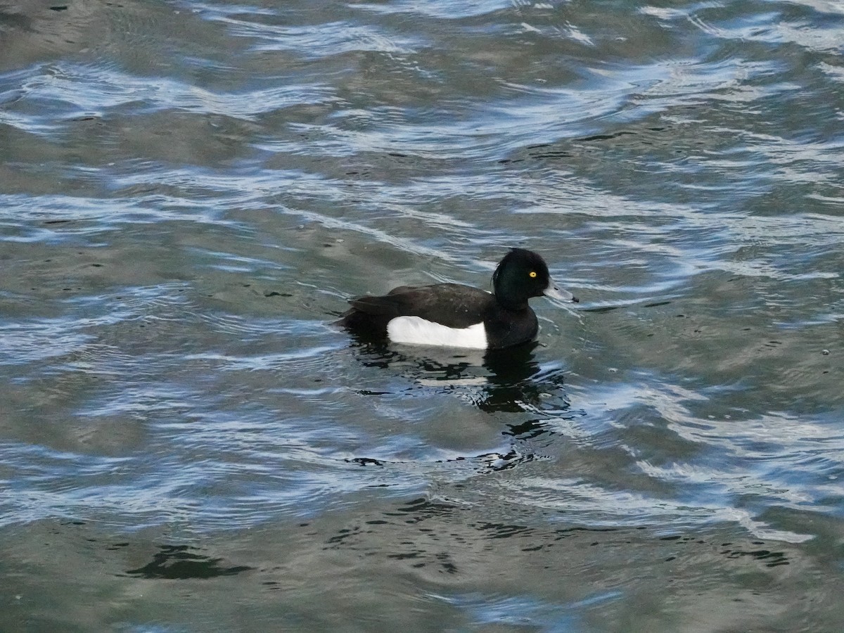 Tufted Duck - ML621124394