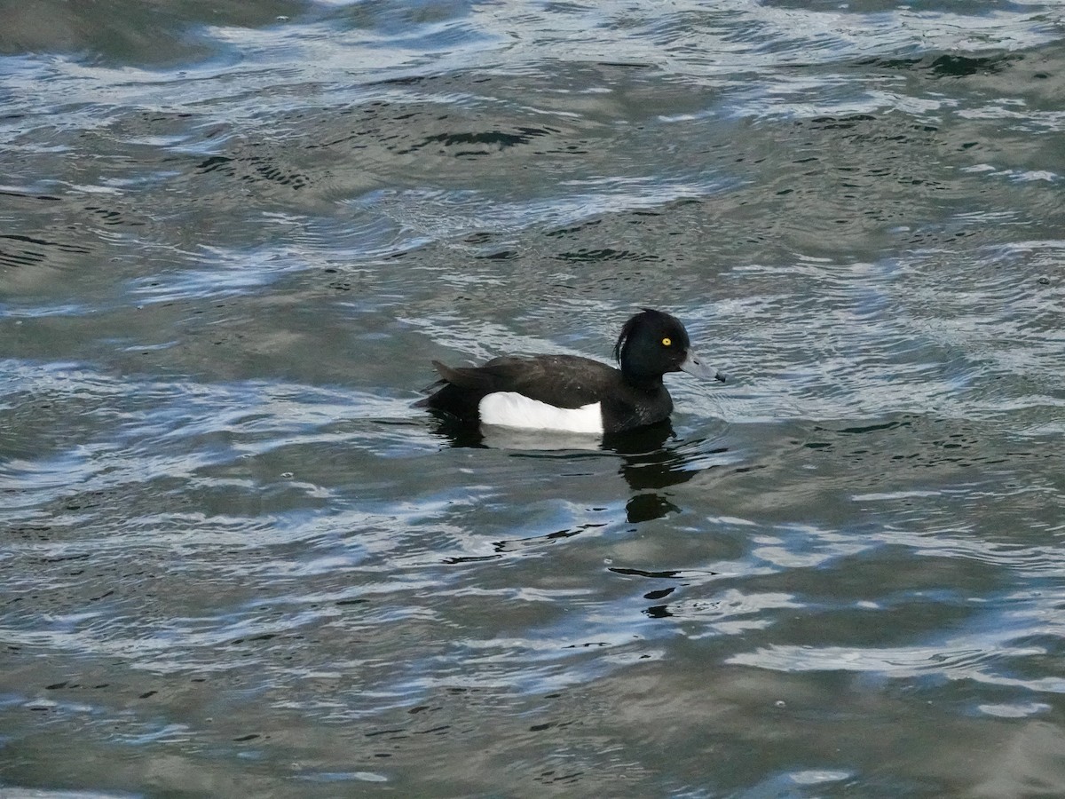 Tufted Duck - ML621124395