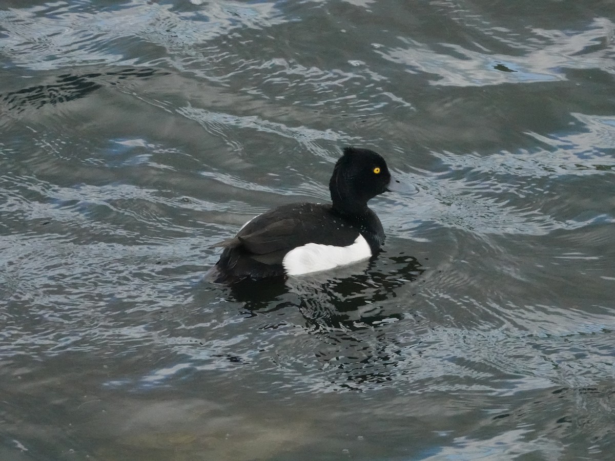 Tufted Duck - ML621124396