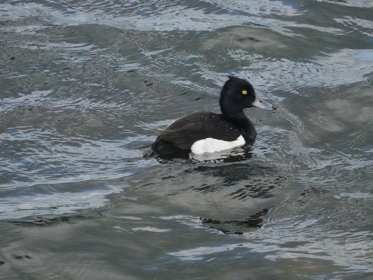 Tufted Duck - ML621124397