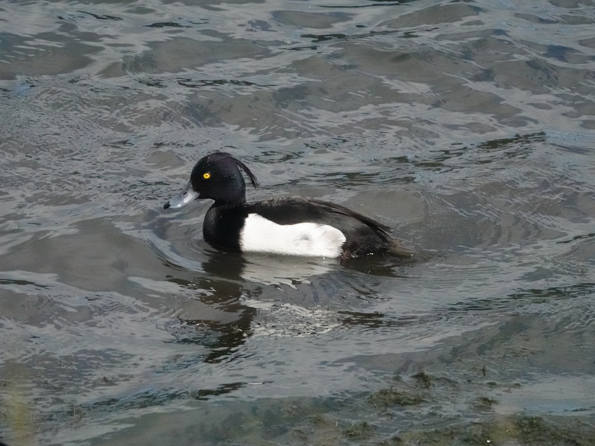 Tufted Duck - ML621124398