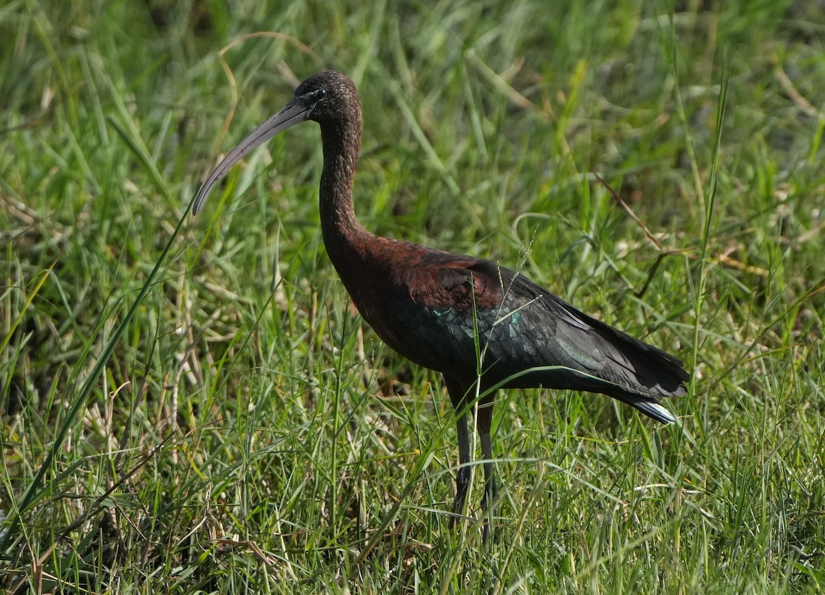 ibis hnědý - ML621124424