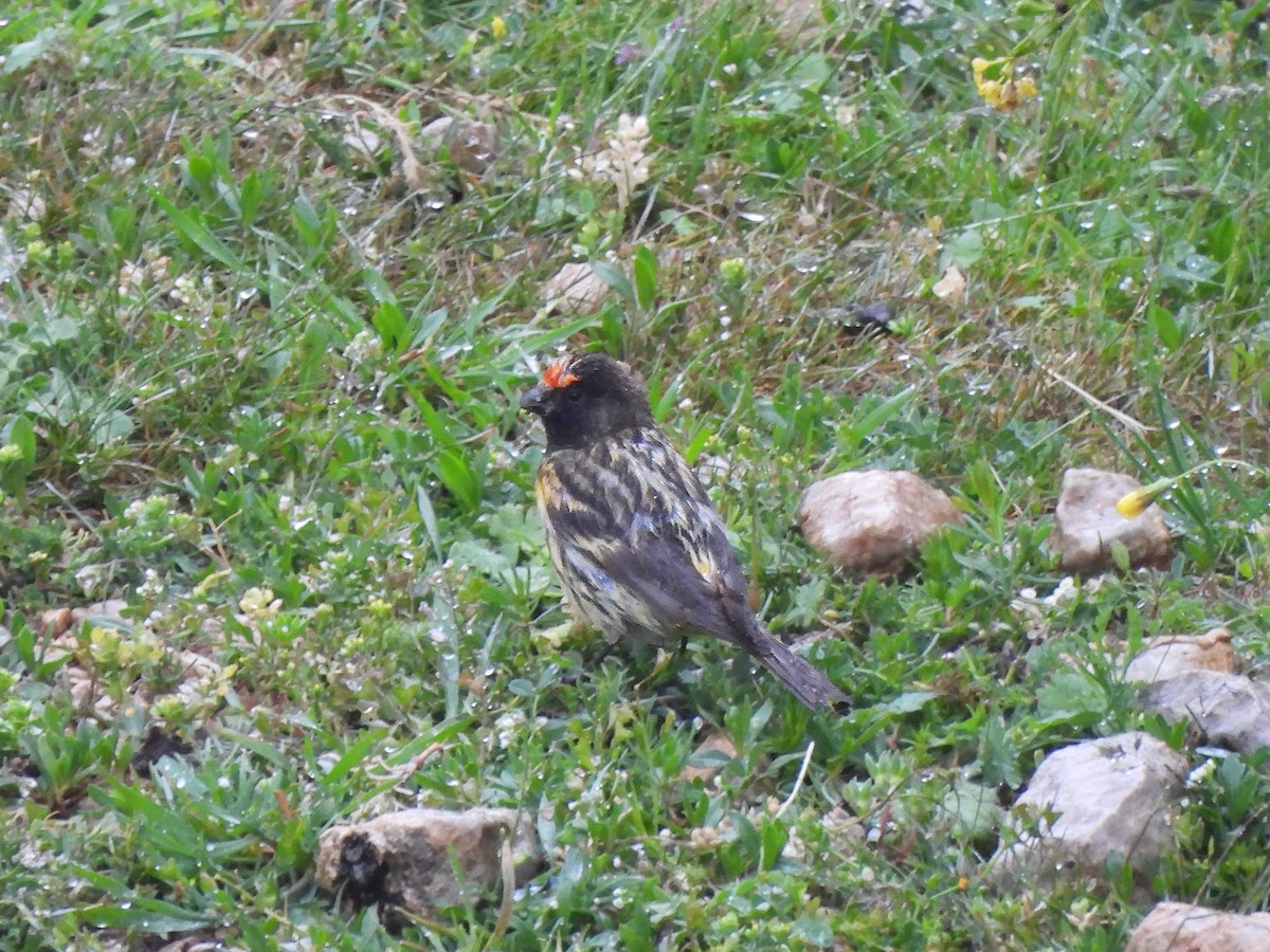 Fire-fronted Serin - ML621124438