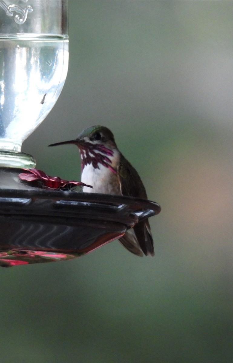 Calliope Hummingbird - Julie Furgason