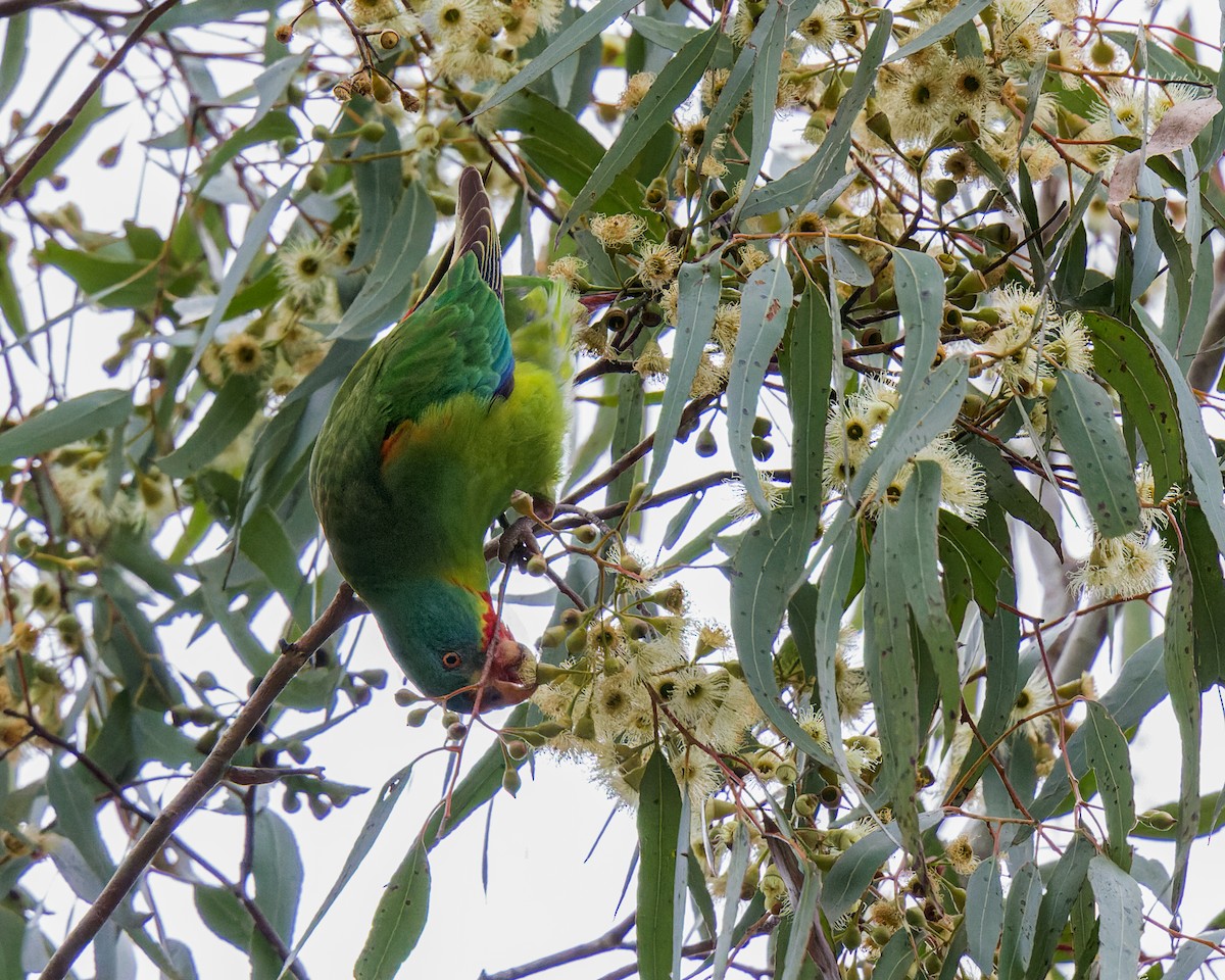 Swift Parrot - ML621124445