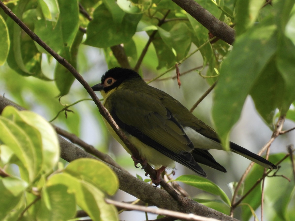 Australasian Figbird - ML621124447