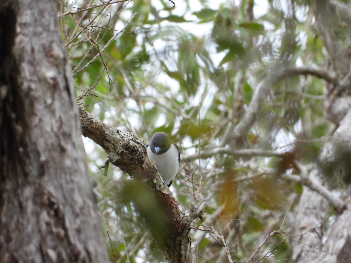 White-breasted Woodswallow - ML621124448