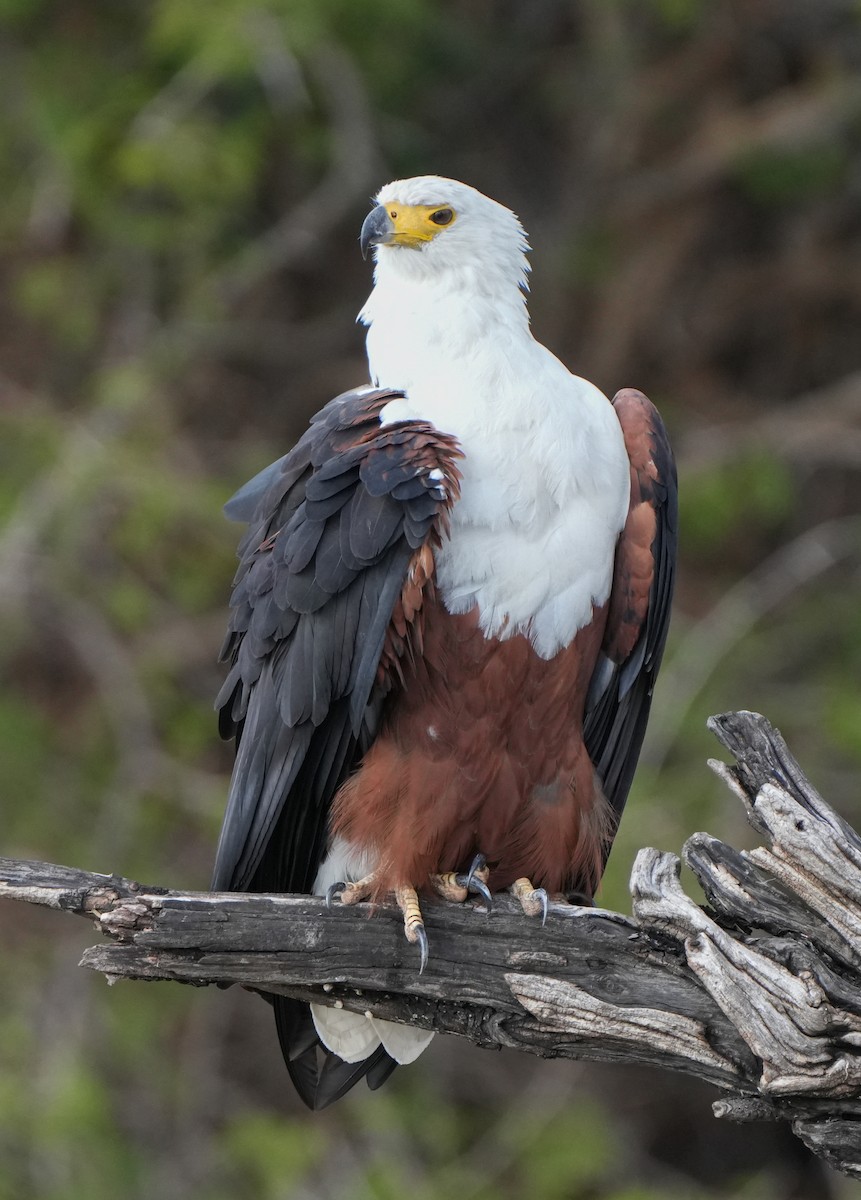 African Fish-Eagle - ML621124466