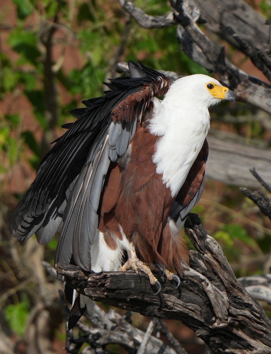 African Fish-Eagle - ML621124467