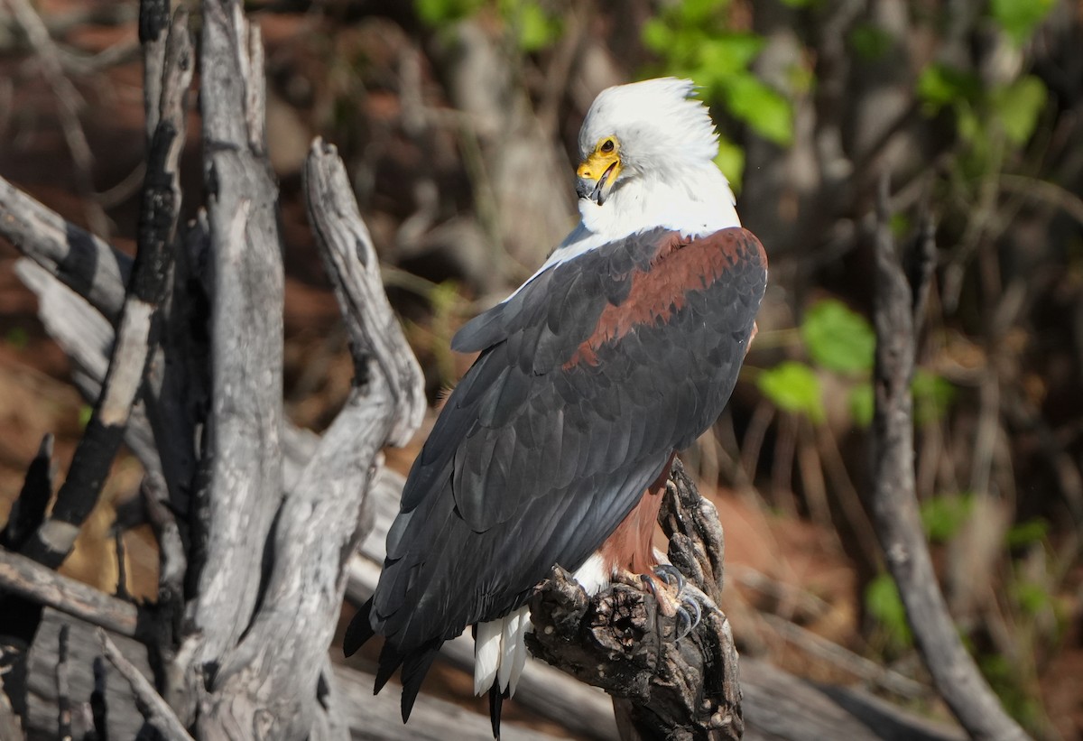 African Fish-Eagle - ML621124468