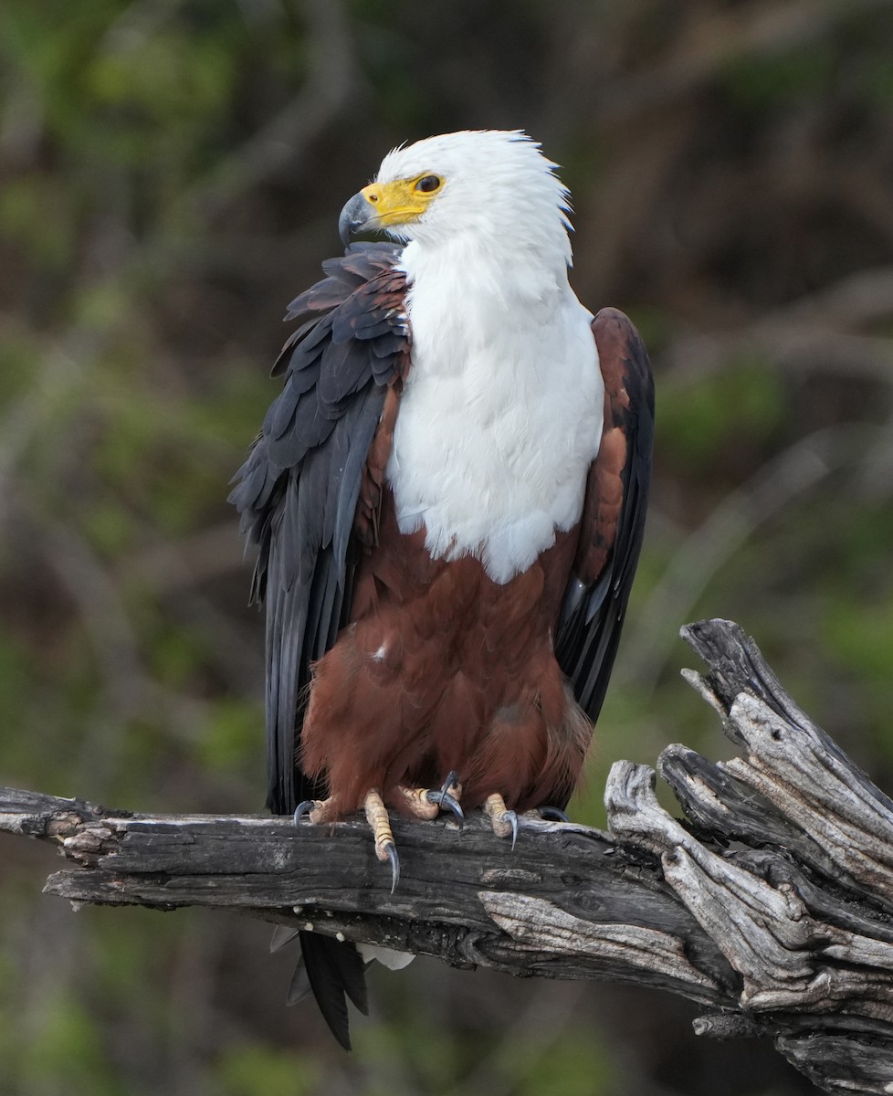 African Fish-Eagle - ML621124469