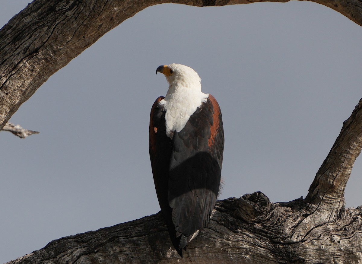 African Fish-Eagle - ML621124473