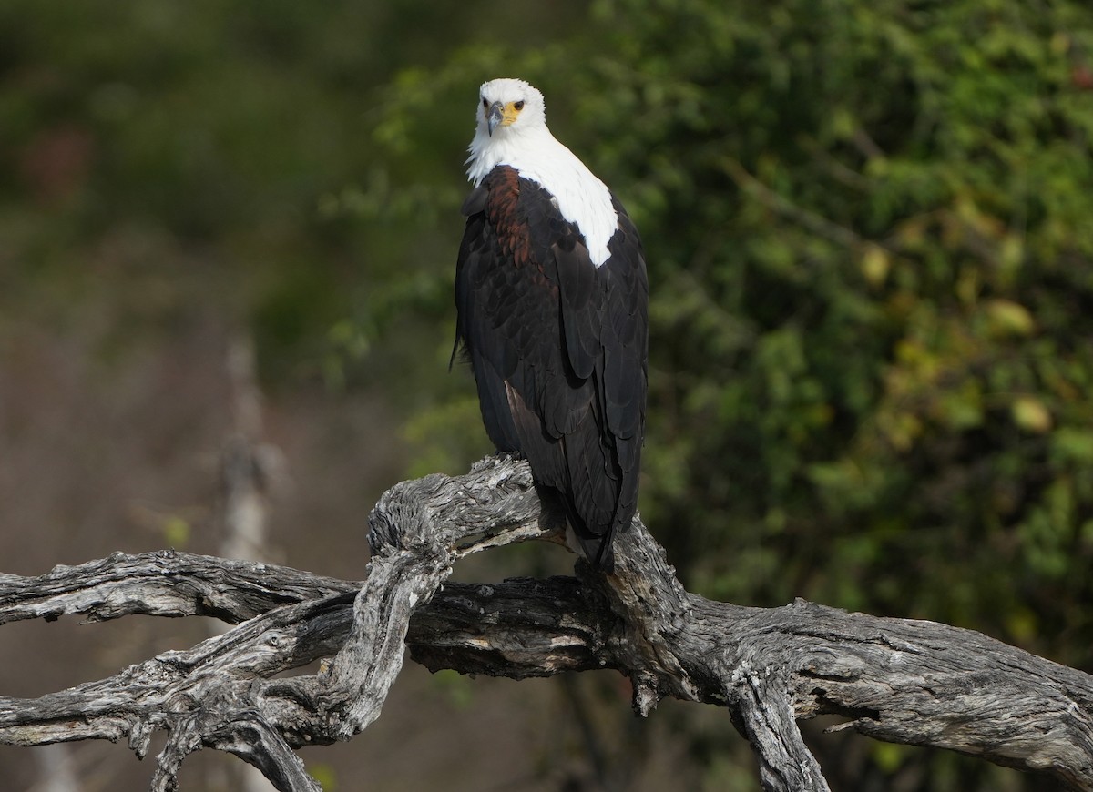 African Fish-Eagle - ML621124474