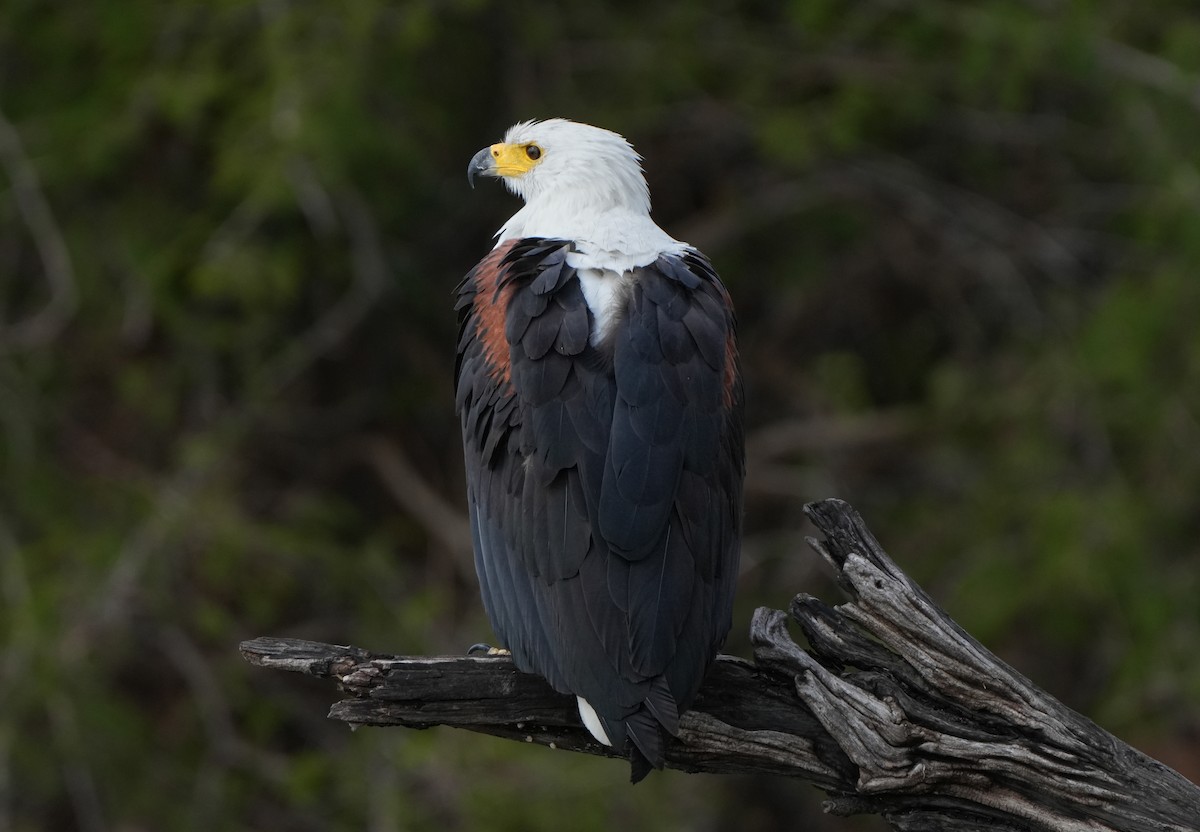 African Fish-Eagle - ML621124475
