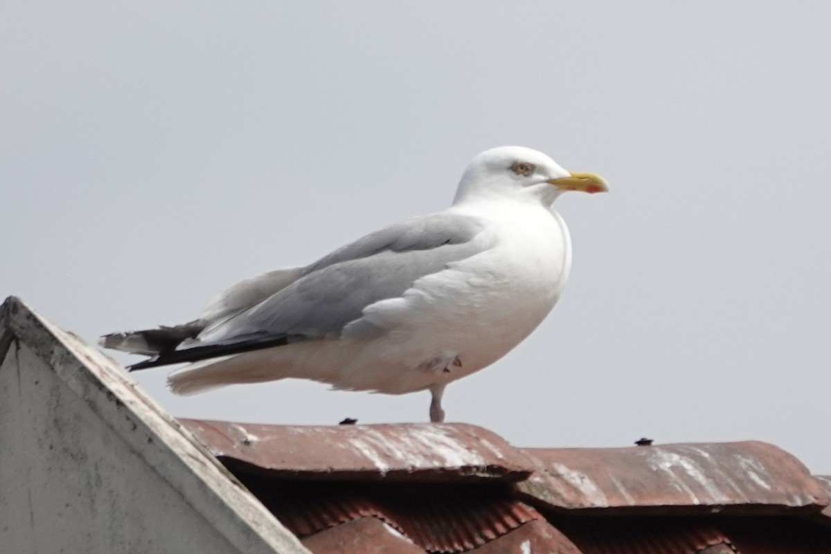 Herring Gull (European) - ML621124480
