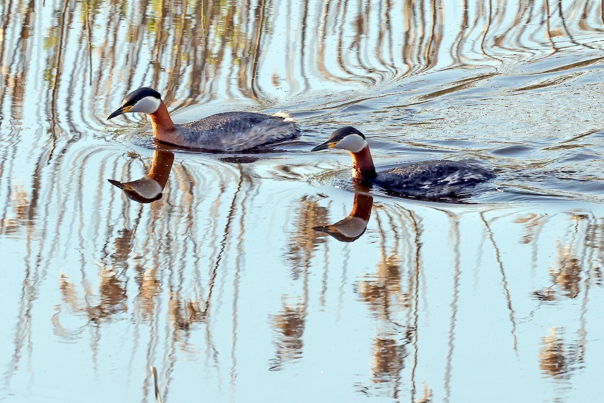 Red-necked Grebe - ML621124500