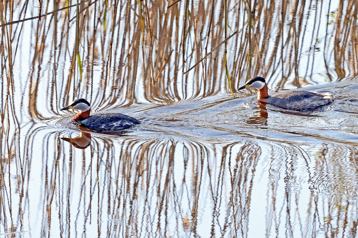 Red-necked Grebe - ML621124501