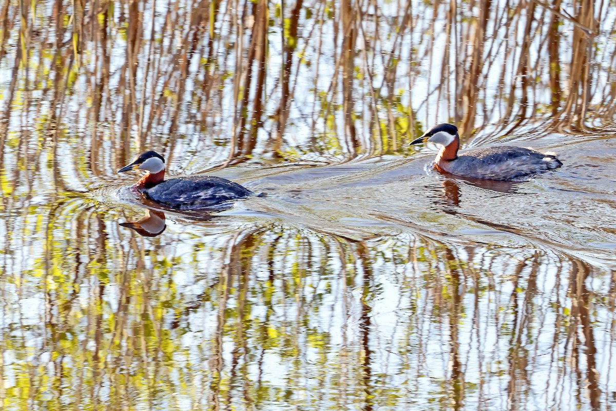 Red-necked Grebe - ML621124503