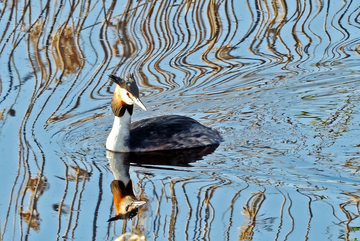 Great Crested Grebe - ML621124506