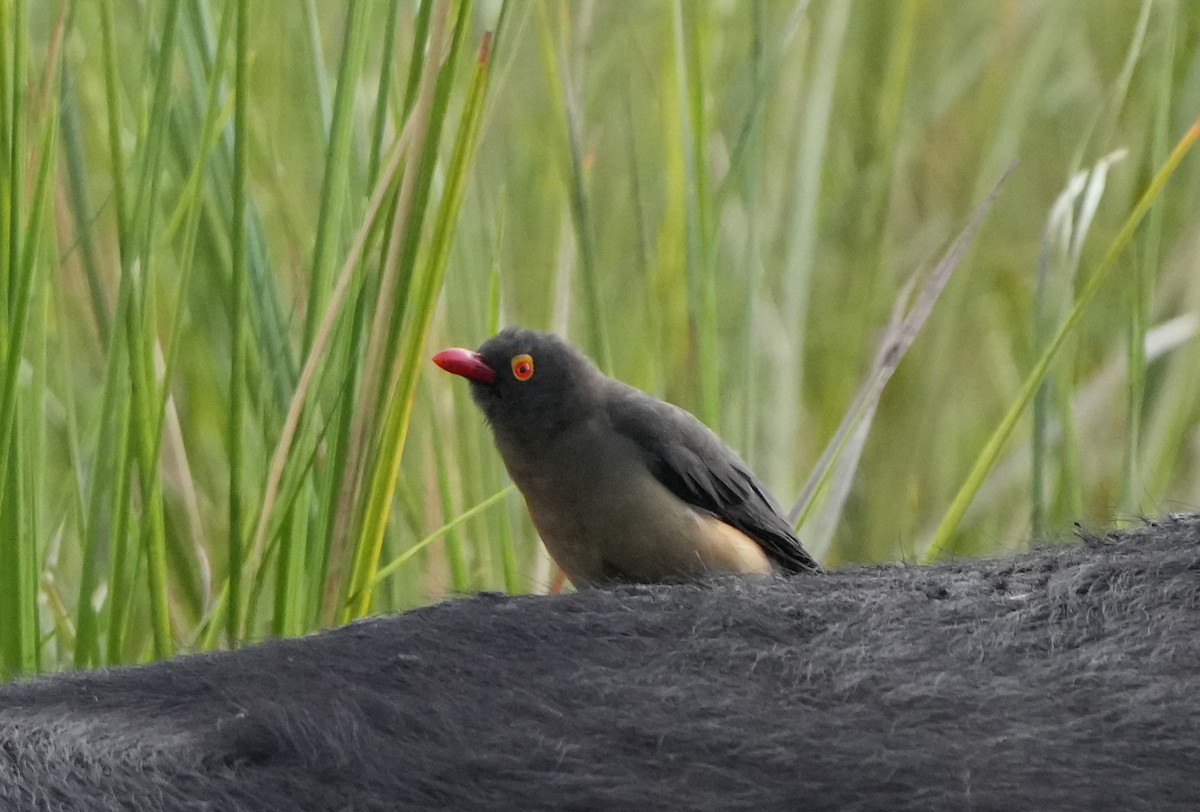 Red-billed Oxpecker - ML621124515
