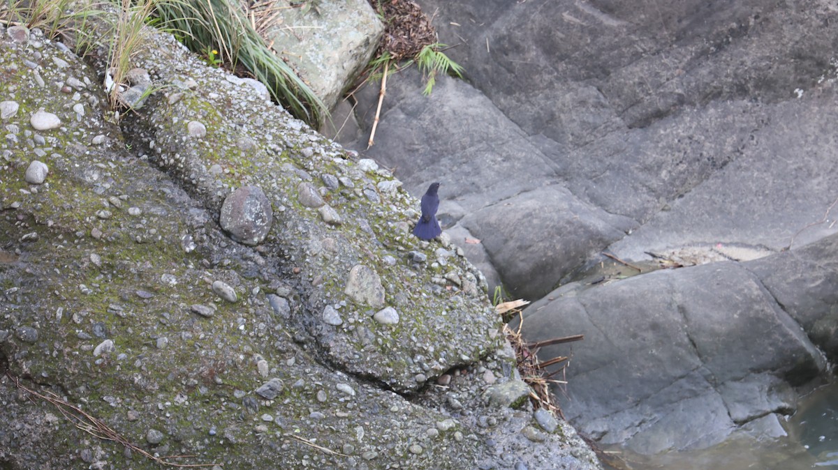 Тайваньская синяя птица - ML621124547