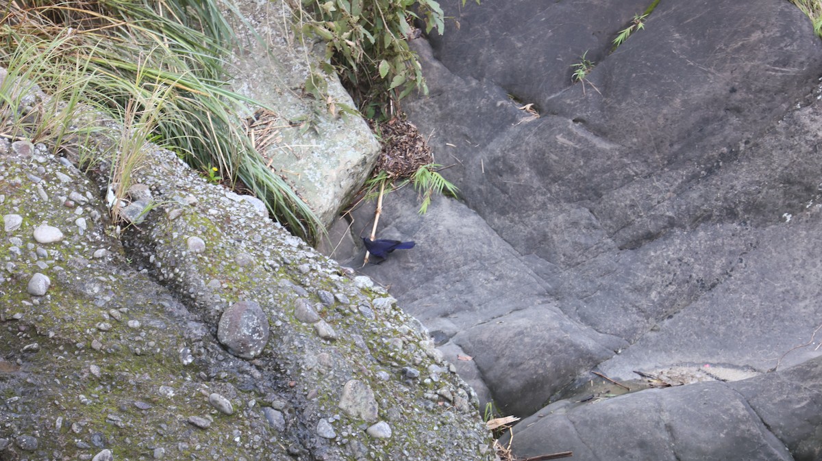Тайваньская синяя птица - ML621124549