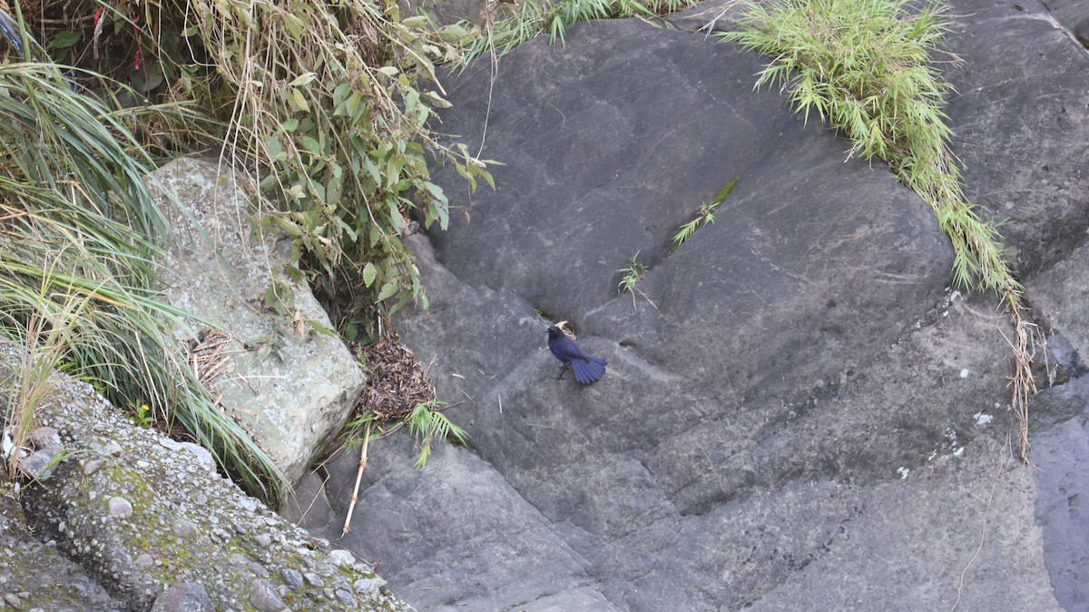 Тайваньская синяя птица - ML621124550